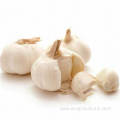 Top Quality New White Garlic Price